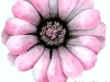 Pink daisy large