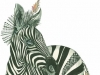 zebrasjustwanttohavefun