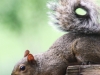 squirrel-on-deck